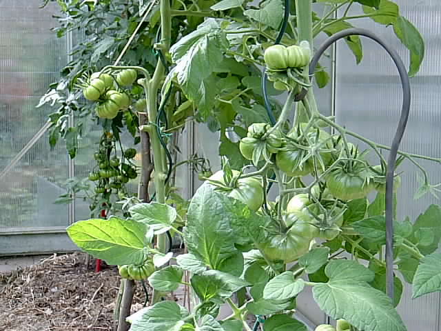 Gartenbilder 12.07.2014 021.JPG