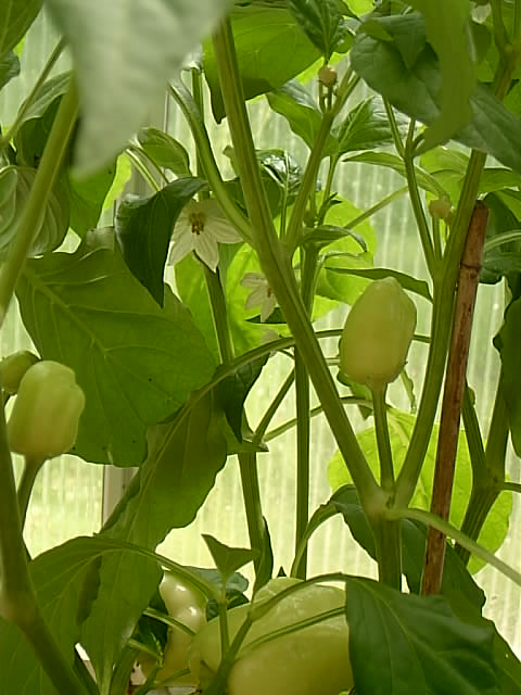 Gartenbilder 12.07.2014 023.JPG
