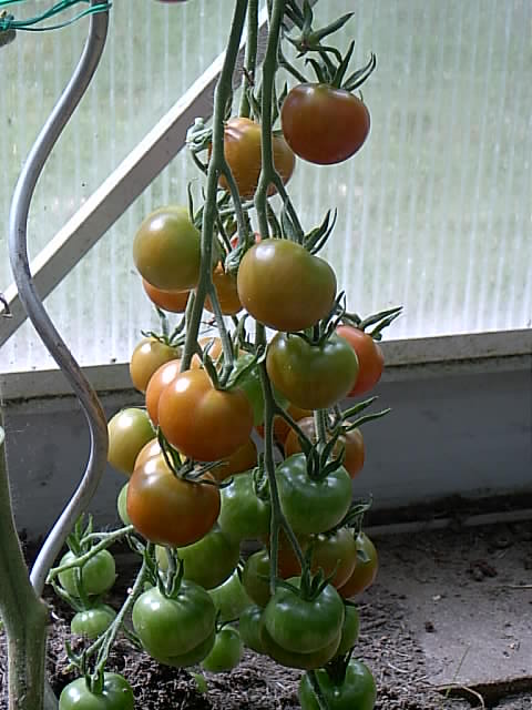 Gartenbilder 22.07.2014 012.JPG