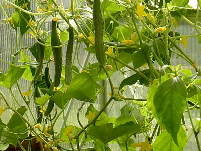 Gartenbilder 22.07.2014 010.JPG