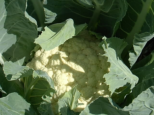 Gartenbilder 22.07.2014 020.JPG