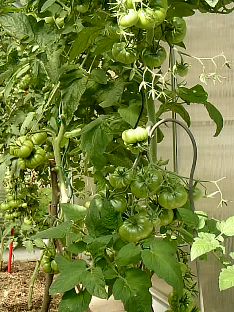 Gartenbilder 22.07.2014 007.JPG