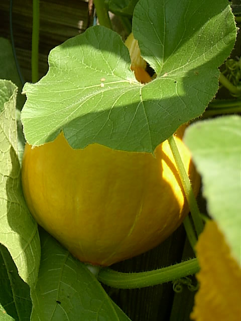 Gartenbilder 22.07.2014 016.JPG