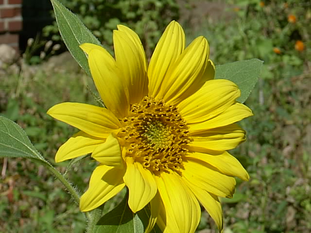 Gartenbilder 22.07.2014 024.JPG