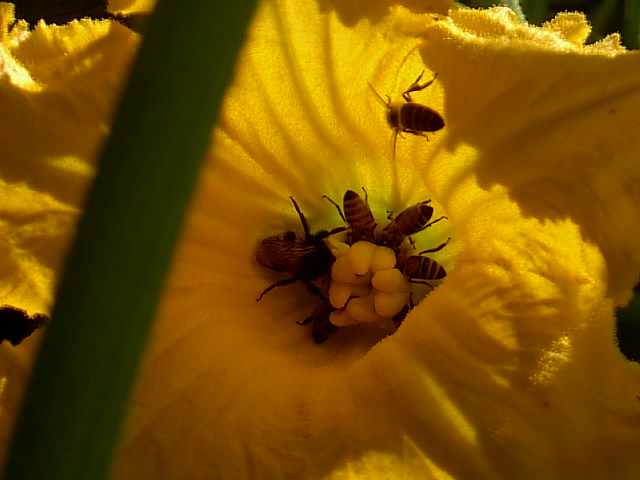 Gartenbilder 23.07.2014 002.JPG