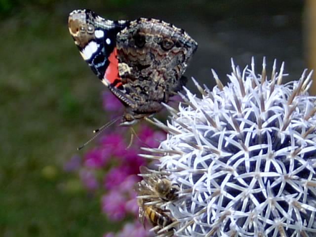 Gartenbilder 03.08.2014 009.JPG