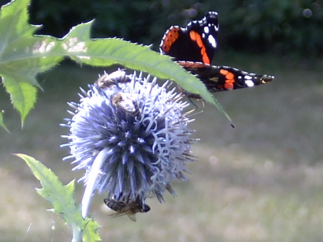 Gartenbilder 03.08.2014 007.JPG