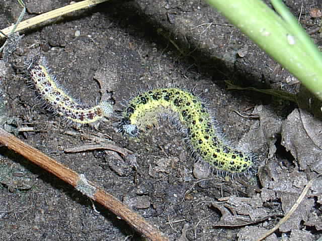 Raupen Meerrettich 002.JPG