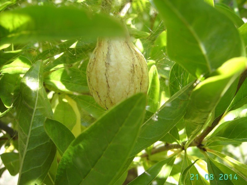 Kokon 2.jpg (351 KiB) 6808 mal betrachtet Kokon 2.jpg