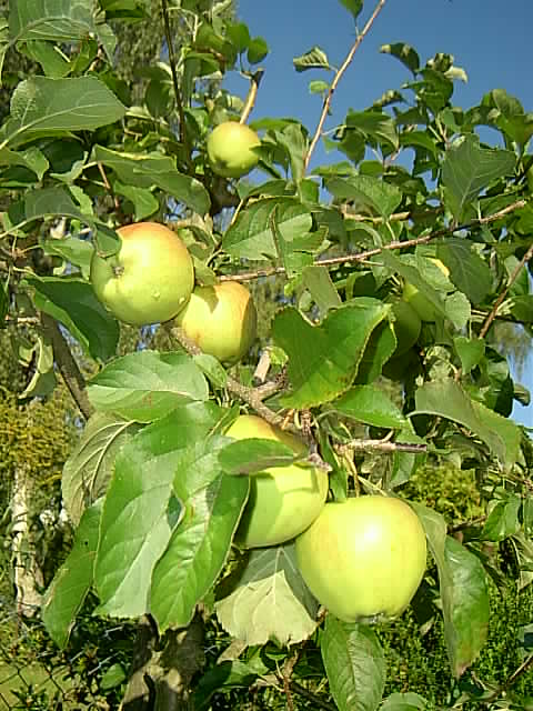 Gartenbilder 02.09.2014 007.JPG