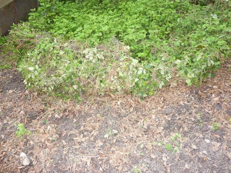 Hühnerauslauf3.jpg (249.11 KiB) 9286 mal betrachtet Hühnerauslauf3.jpg