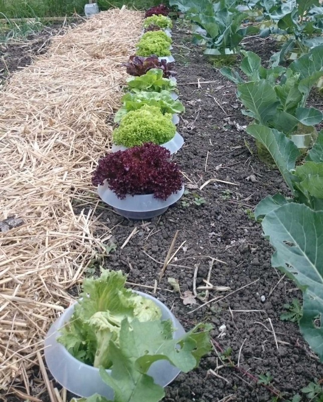 Salat_Blumenkohl.jpg