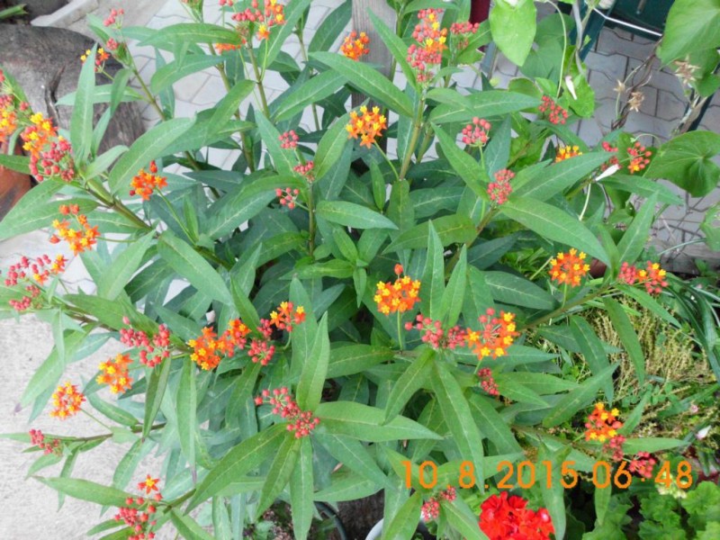 DSCI2800.JPG (164.28 KiB) 4212 mal betrachtet DSCI2800.JPG