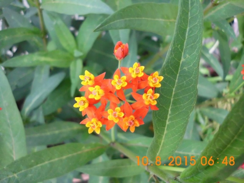 DSCI2801.JPG (85.21 KiB) 4207 mal betrachtet DSCI2801.JPG