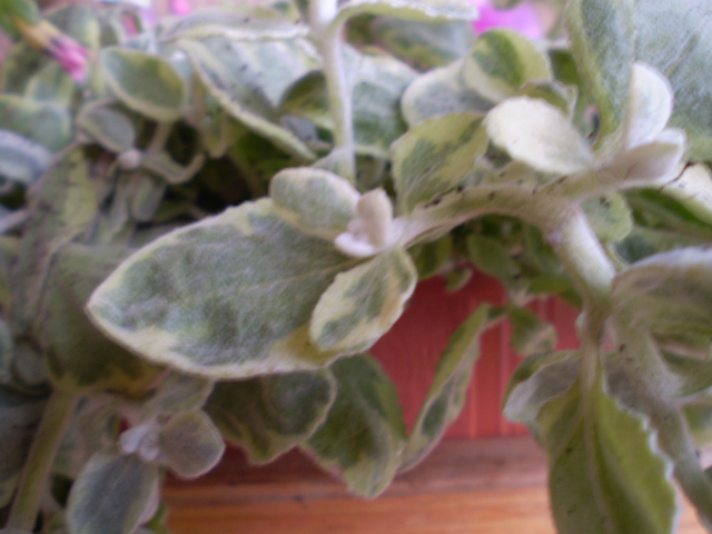Helichrysum oder so.JPG