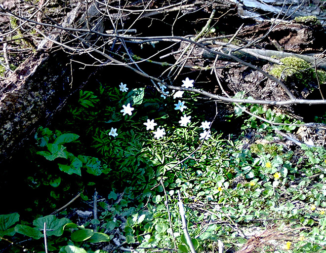 Wasserschlösschen 8.jpg