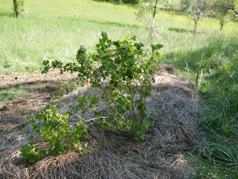 Stachelbeere.jpg