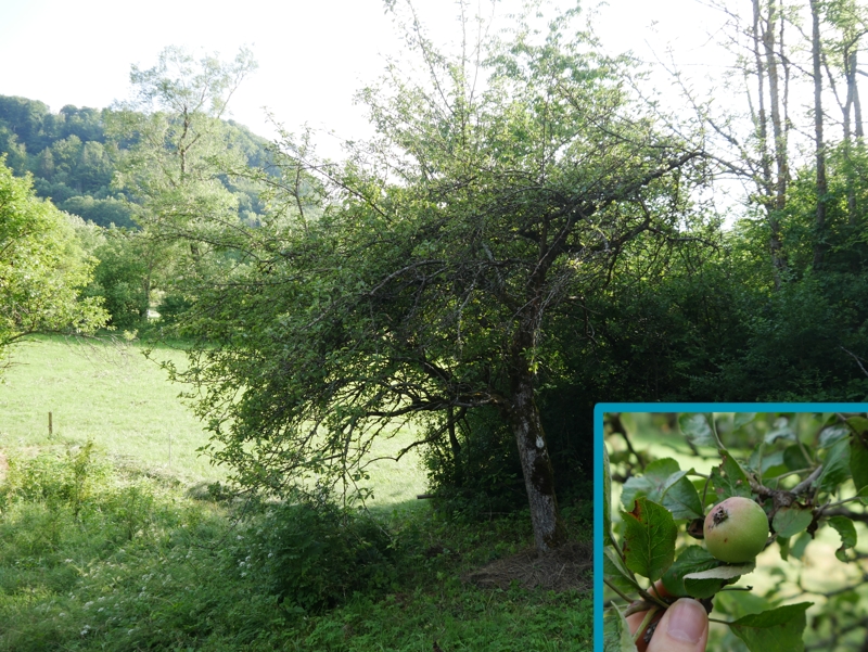 Reichtragender Apfelbaum.jpg
