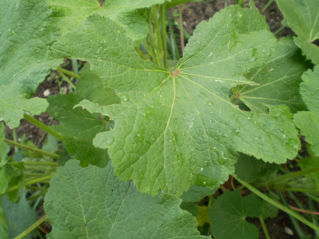 DMR Schaden an Gunnera.JPG