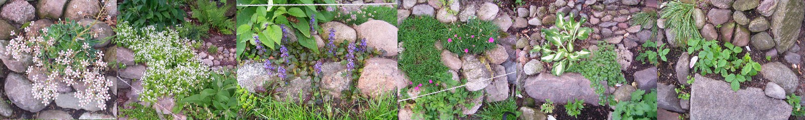 2009_Steingarten_erste Blüten.jpg