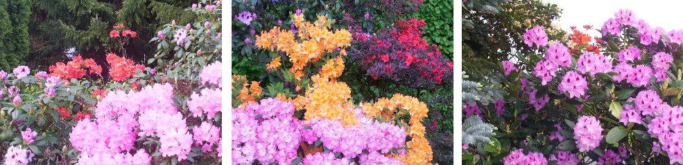 2009_Rhododendren_Farben.jpg