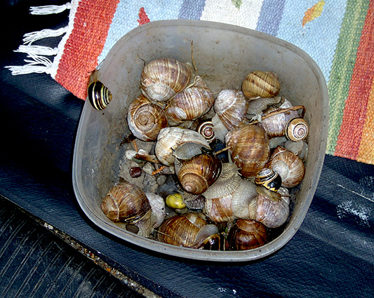 schnecken.jpg