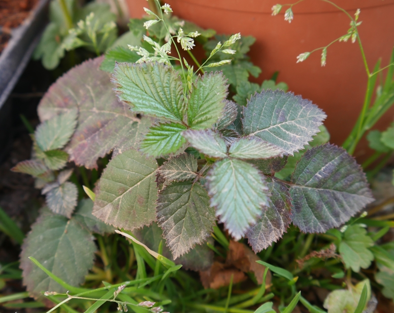 Unbekanntes Kraut 2.jpg