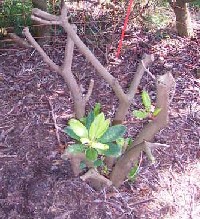 Rhododendron_a.JPG