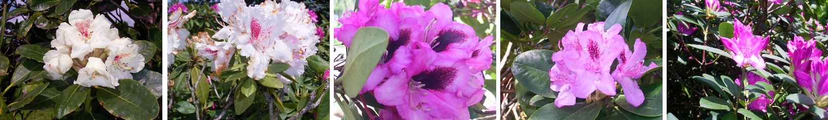 2009_Rhododendren_vorne.jpg