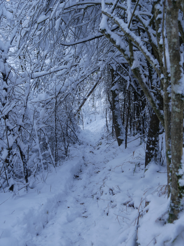 Der Heckentunnel im Schnee.JPG