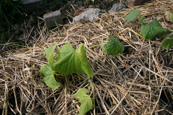 Speicherkarte 21.5.09 068.jpg