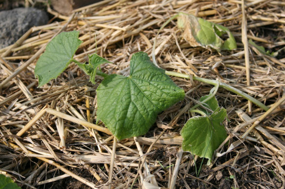 Speicherkarte 21.5.09 067.jpg