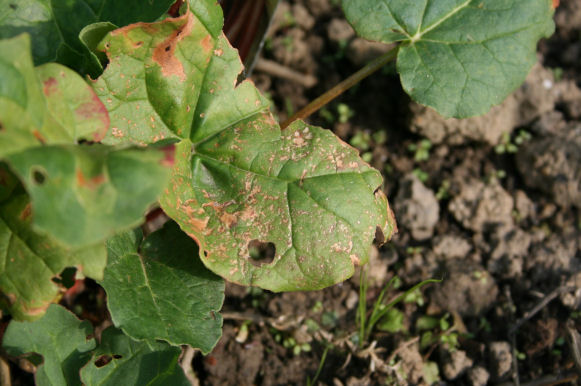 Speicherkarte 21.5.09 081.jpg