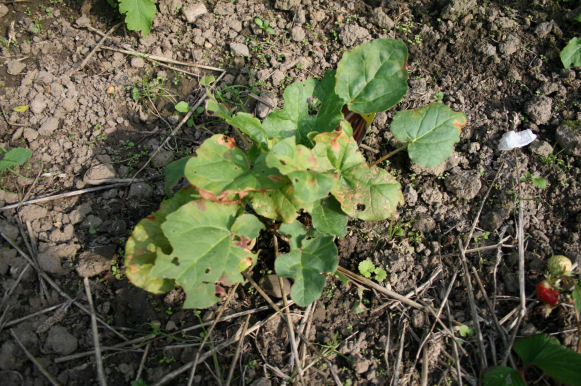 Speicherkarte 21.5.09 082.jpg