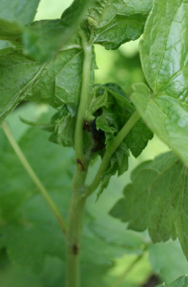 Speicherkarte 21.5.09 138.jpg