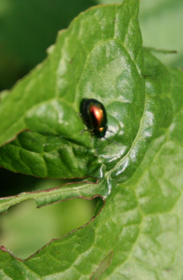 Speicherkarte 21.5.09 112.jpg