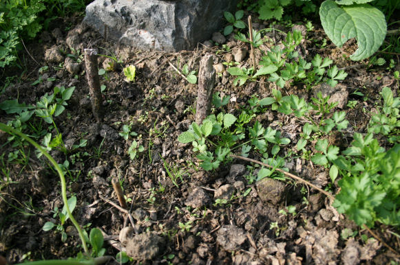 Speicherkarte 21.5.09 094.jpg