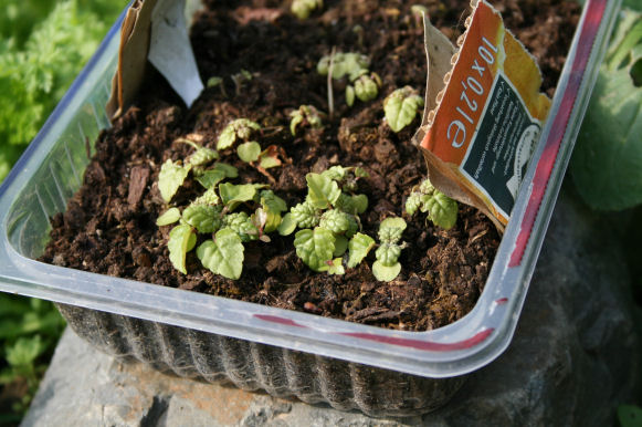 Speicherkarte 21.5.09 096.jpg