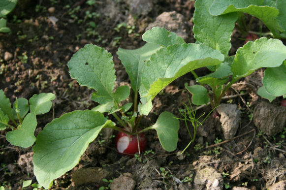 Speicherkarte 21.5.09 088.jpg
