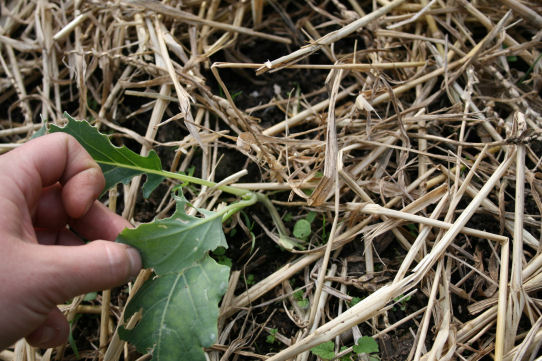 Speicherkarte 21.5.09 161.jpg