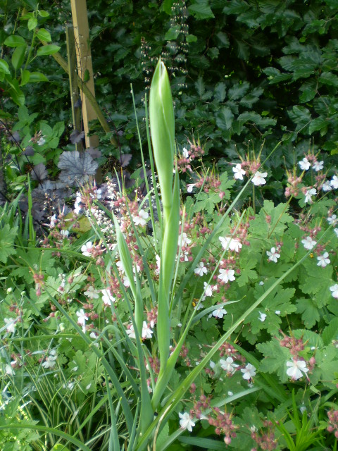 unbekannt Iris evtl.JPG