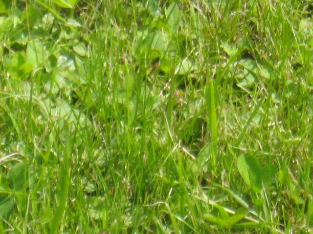 IMG_0316.jpg
