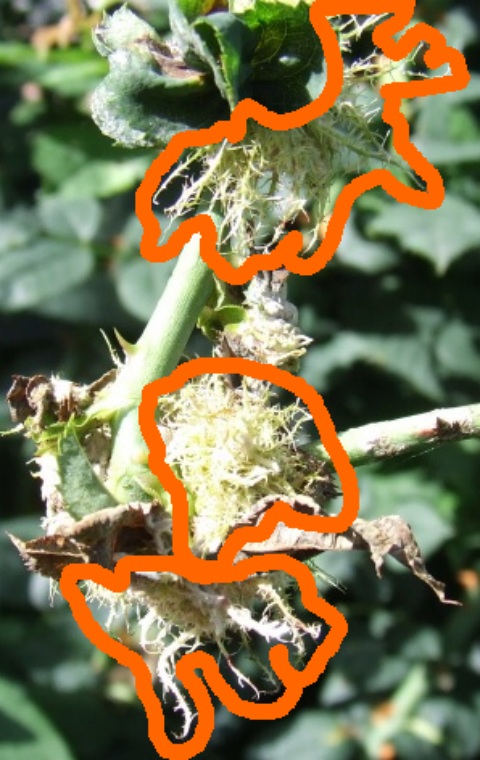 Rosenstock_krank_markiert.jpg