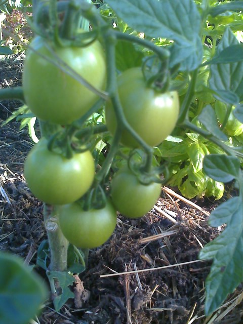 11-06-09_1822.jpg