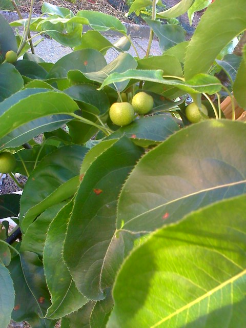 11-06-09_1818.jpg