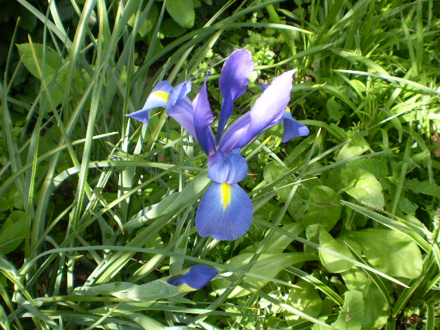 Iris blaulila mit gelb.JPG