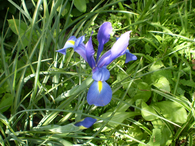 Iris blaulila mit gelb.JPG