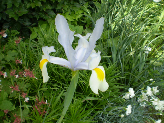 Iris weiß lila angehaucht.JPG