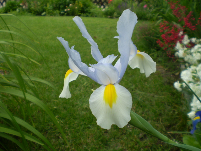 holländische Iris weiß zart blau angehaucht.JPG